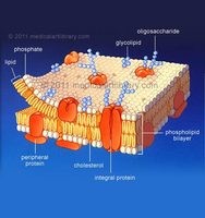 細胞膜の規則正しい構造形成機序に新たな仮説