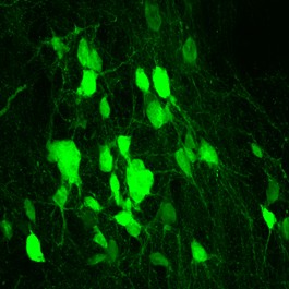 SOX2タンパク質の過剰産生で脊髄損傷を回復できることがマウスモデルで実証された