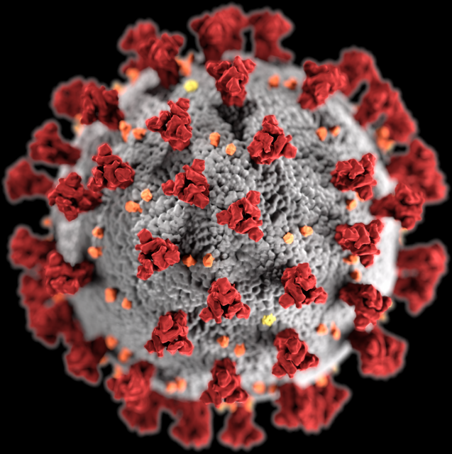 COVID-19の免疫はどれくらい持続するか？抗体を維持する約20％の人の特徴が明らかに