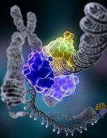 スーパー・コンピュータでDNA修復によるがん予防機序解明
