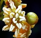 太平洋の植物、ミトコンドリアに6種の異種ゲノム呑み込む