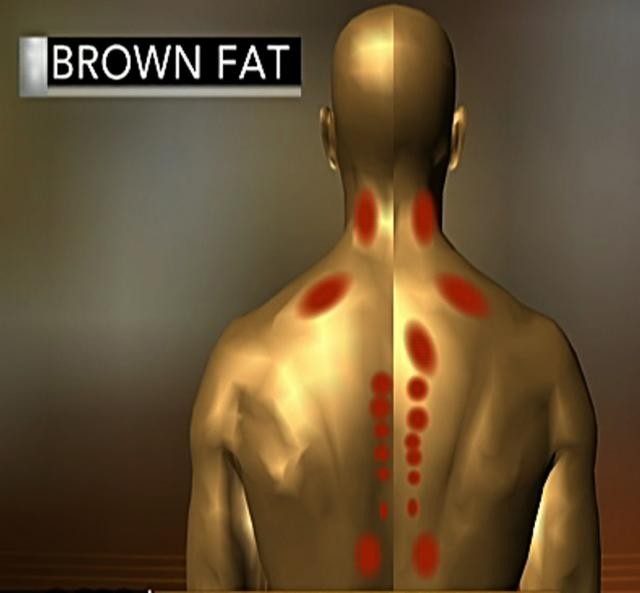 5万人のPETスキャン画像から褐色脂肪と健康の関連性が明らかに
