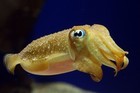 「海のカメレオン」のナノフォトニック系を塗料、美容、家電、軍用迷彩に応用も