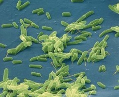 海洋バクテリアがミトコンドリアの起源