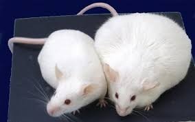 腸内細菌（クロストリジウム）がマウスの肥満を抑制。人の肥満防止への手掛りとなるか？