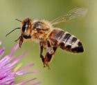 ミツバチの性決定遺伝子スイッチの分子進化