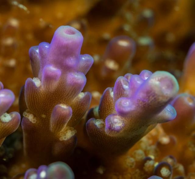 クロロフィルを生産するが光合成しない微生物 corallicolidが発見された。この微生物は絶滅の危機に瀕するサンゴ礁を保護する鍵になるかもしれない。