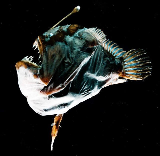 深海アンコウの驚くべき繁殖戦略／性的寄生について1世紀に渡る難問が解決