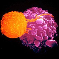 新しいタイプの免疫Ｔ細胞を発見
