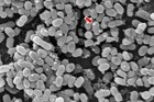 MITの研究で、海洋微生物生成の細胞外小胞発見