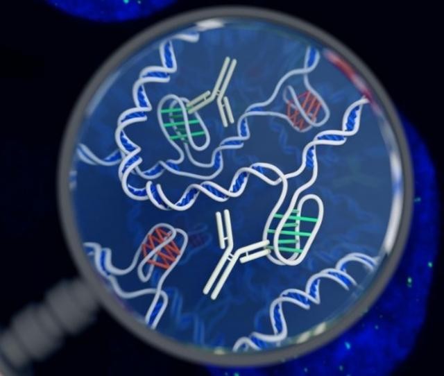 世界初！生細胞で明らかにされたiモチーフ（ツイストノット）DNAの新構造