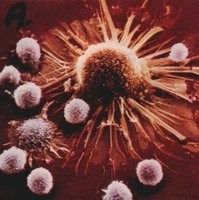 細胞内ガン抗原に届く抗体で、抗がん免疫強化