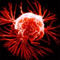 グルコース欠乏が、ガン細胞を殺傷するフィードバックループを活性化させる