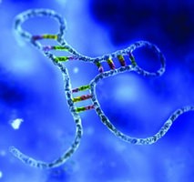 マイクロRNAの標的を捕まえる新技術