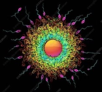 女性の生殖寿命に影響を与える約300の遺伝子変異が特定され、マウスで生殖寿命を延ばすための遺伝子操作に成功
