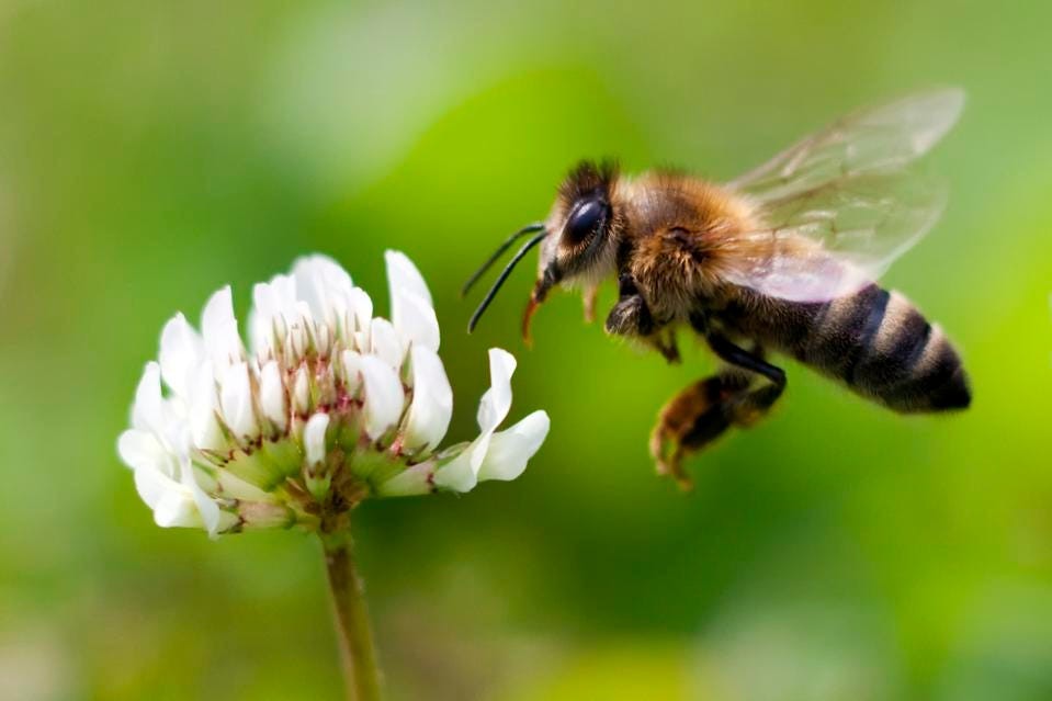 ミツバチを迷子にするウイルスから守る植物化合物が発見された