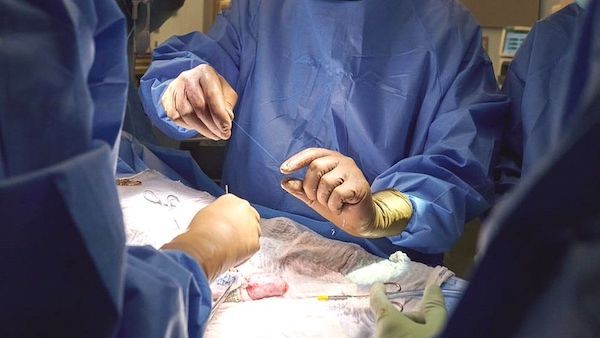 臓器移植における変革：人工呼吸器を装着した脳死状態の人間に豚の腎臓を移植することに成功。危機的に必要とされる臓器を供給する新たな道が開かれた。