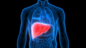 肝臓の再生を制御するのは細胞間の接触数であることがオルガノイドシステムを利用した研究で発見された