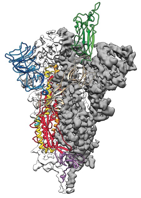 COVID-19ウイルスの広範な変異種から防御する抗体を発見。変異種間で変化の少ない受容体結合ドメイン（RBD）を標的としている。