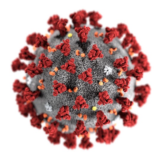 新型コロナウイルスが細胞の抗ウイルス機能を回避する仕組みが解明された