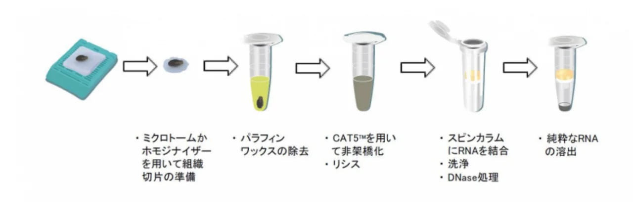 RNA
