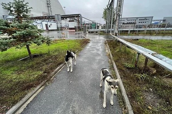 チェルノブイリの野良犬が教えてくれる、汚染環境下でのサバイバル術