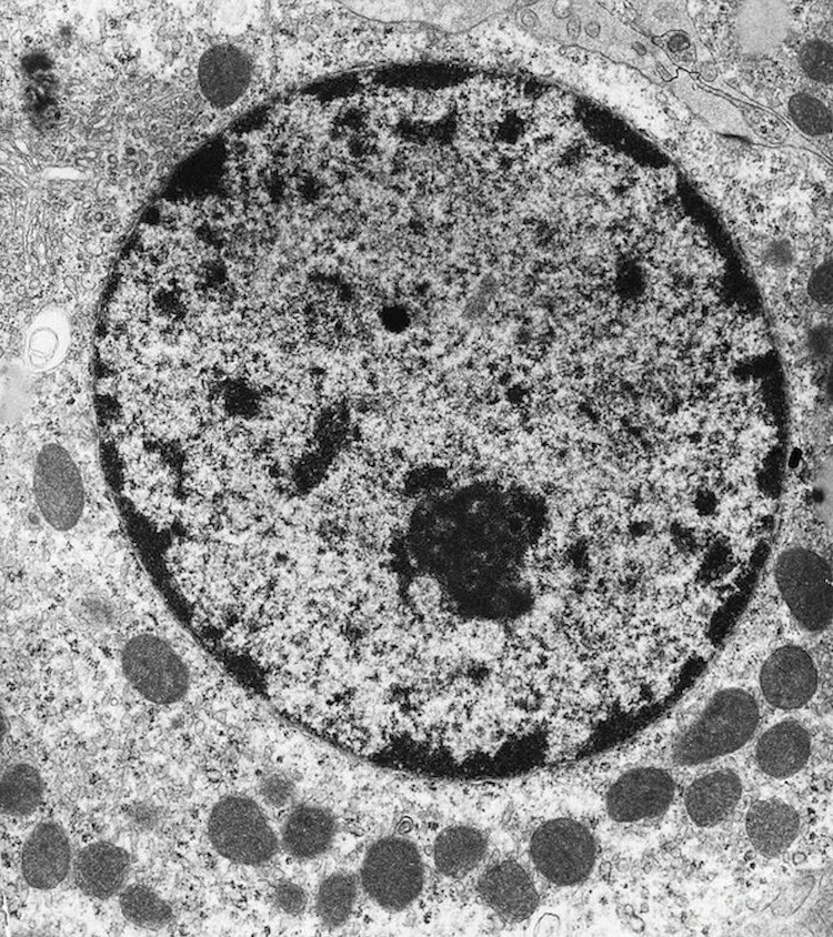 妊娠中のアセトアミノフェン摂取量の増加が幼児の注意力欠如に関連