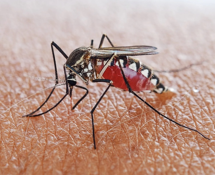 マラリア寄生虫が後続感染を抑制するメカニズムを解明