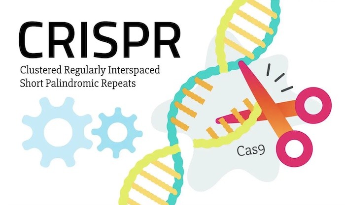 検索アルゴリズムにより、希少なCRISPR系が新たに200種類近く発見される