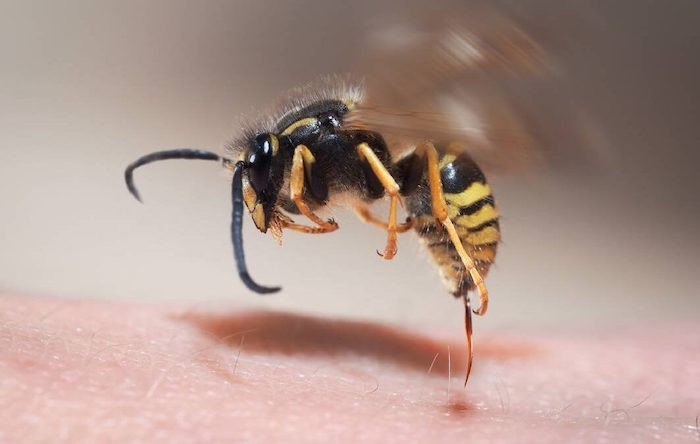 毒は針に先行していた： ゲノム研究がハチの毒の起源に光を当てる