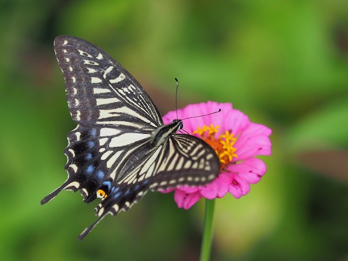 蝶の目からヒントを得た新型UVセンサー：がん細胞の検出に革命