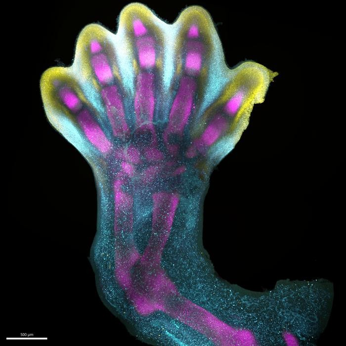 空間細胞アトラスによる人間の手足の指の発達に関する新たな発見