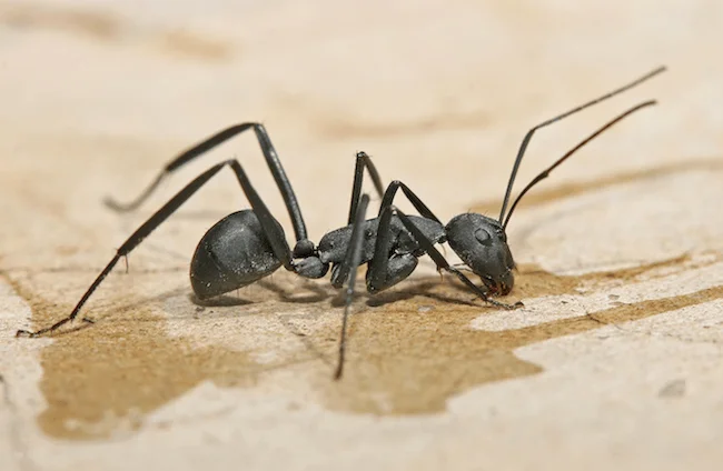 血液脳関門がアリの行動を制御していることが発見された