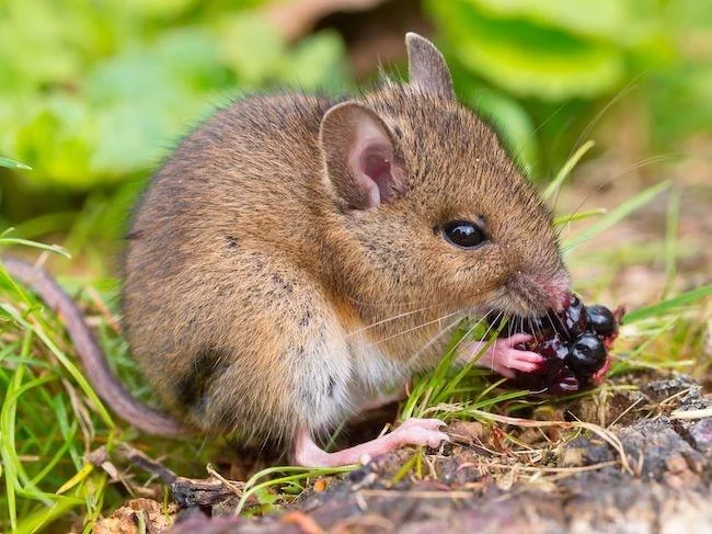 間欠的な断食でアルツハイマー病症状が改善されることがマウスモデルで判明