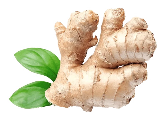 新研究で生姜サプリメントが自己免疫疾患に効果的であることを示すエビデンスが追加された