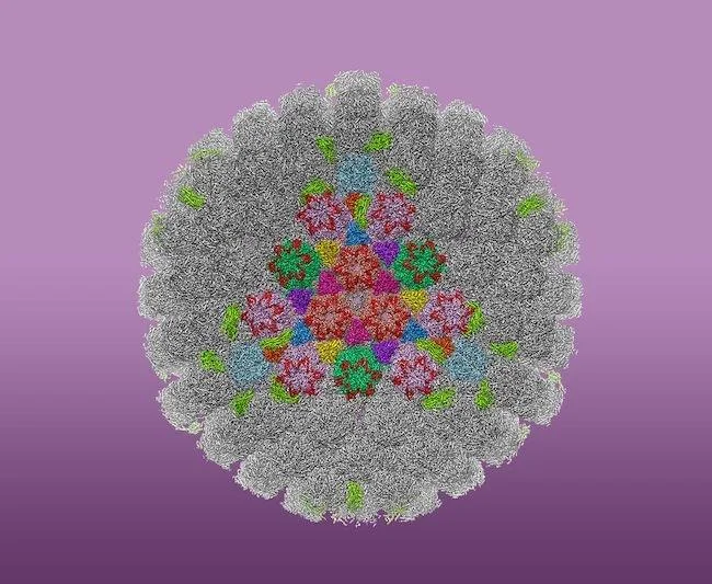 遺伝子治療が膠芽腫に有効：再発グリオブラストーマ患者の生存延長を示す