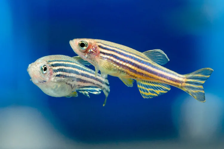 ゼブラフィッシュの心臓再生メカニズム：人間の治療に新たな光