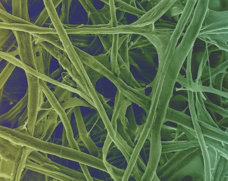 腸の健康に革命を起こす ヒト腸内におけるセルロース分解細菌の驚くべき発見