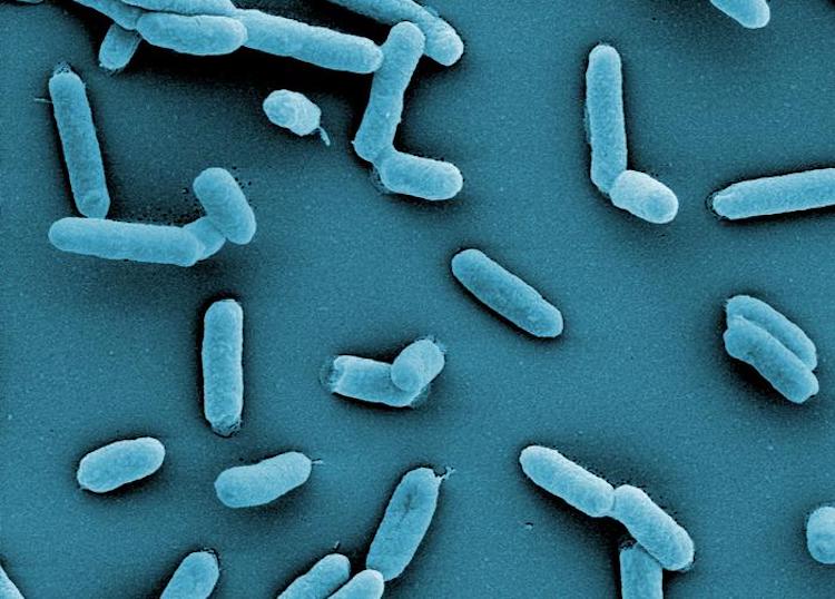 微生物研究に革命を起こすIMPRINT技術