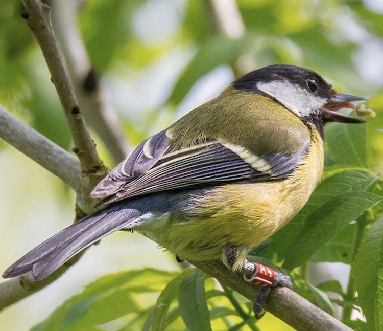 新しい研究が示す野生の鳥類の驚くべき記憶力