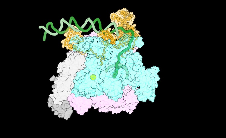 RNAポリメラーゼがDNAを解く瞬間を捉える新技術