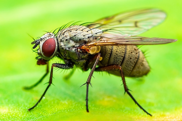 ショウジョウバエのゲノム解析で進化の謎を解明