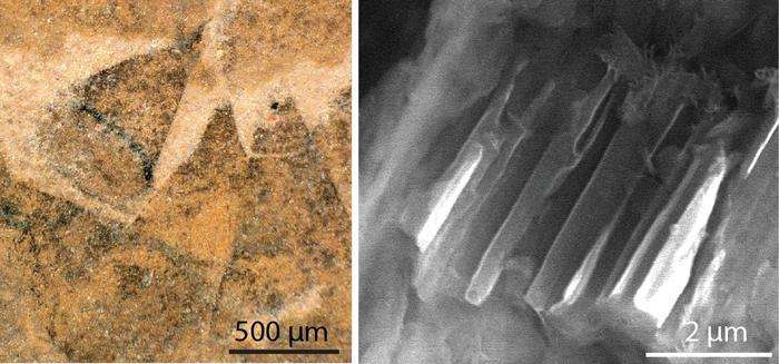 初期軟体動物の驚くべき姿：5億年前の棘付き装甲ナメクジ「シシャニア・アクレアタ」の発見