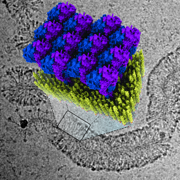 GBP1タンパク質が細菌を撃退！免疫研究の新発見