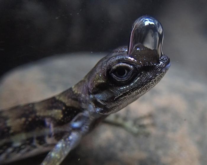 水生トカゲの驚くべき適応：水中で呼吸するバブルの役割を解明