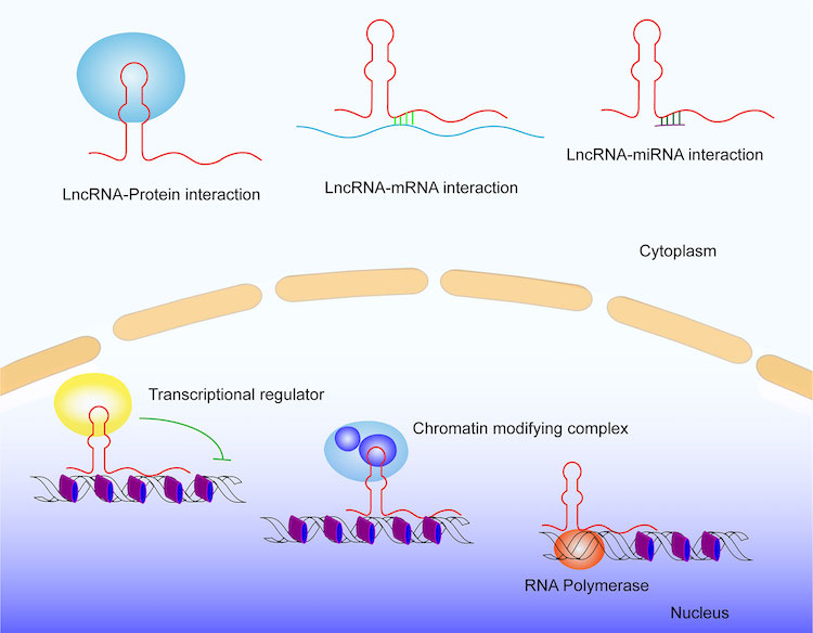 植物ストレス応答を制御するlncRNAの重要性とは