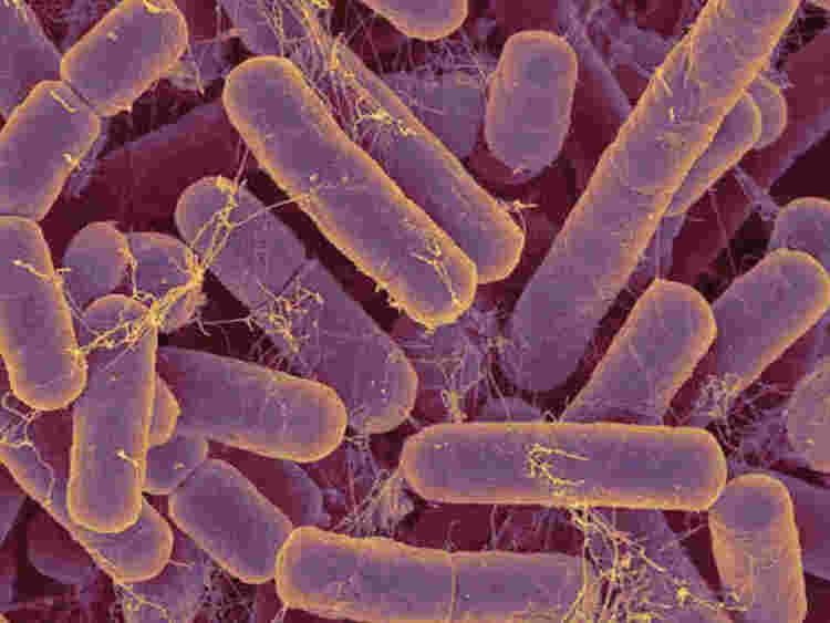 腸内生態系の防御メカニズム：細菌の拮抗武器に迫る