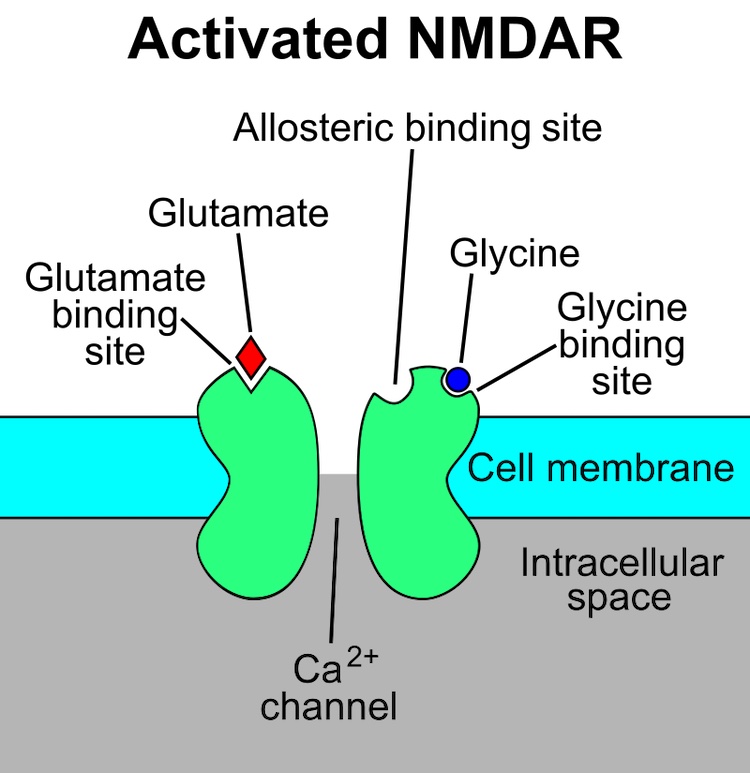 NMDA受容体が脳の活動を安定化—うつ病治療の新たな可能性