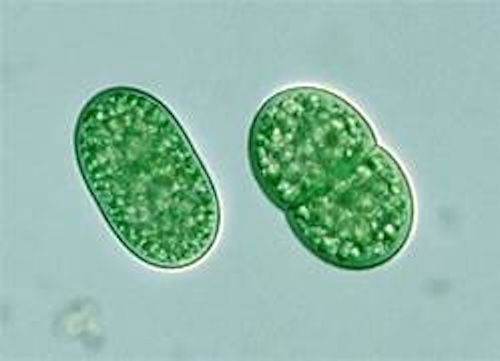 海洋細菌の新たな防御戦略—tRNAレベルの低下がウイルス感染を阻止