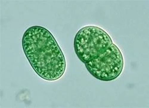 海洋細菌の新たな防御戦略—tRNAレベルの低下がウイルス感染を阻止